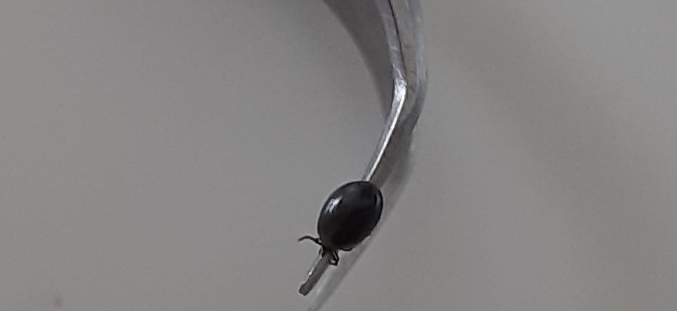 Dal repellente al vestiario, ecco le raccomandazioni per evitare il morso della zecca